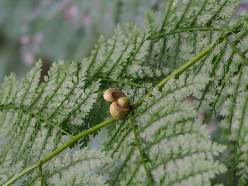 Monachosorum henryi (Monachosorum henryi)