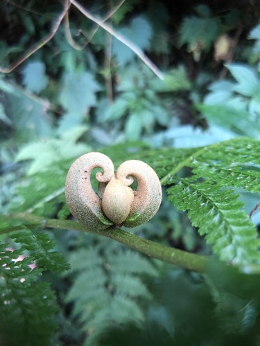 Monachosorum henryi (Monachosorum henryi)