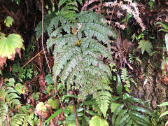 Monachosorum henryi (Monachosorum henryi)