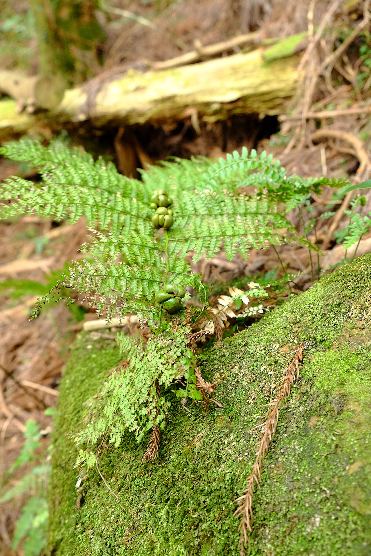 Monachosorum henryi: Monachosorum henryi 稀子蕨 台灣加里山2018