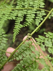 Monachosorum henryi (Monachosorum henryi)
