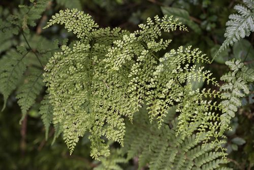 Monachosorum henryi (Monachosorum henryi)