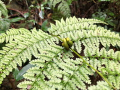 Monachosorum henryi (Monachosorum henryi)