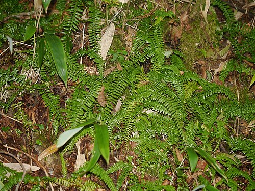 Monachosorum maximowiczii: Monachosorum maximowiczii:フジシダ 2015/09/20 高知県石鎚山:Mt. Isidutiyama. Kochi Pref. Japan