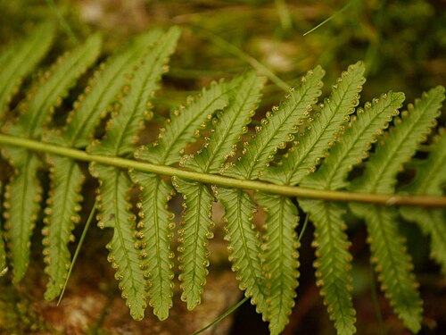 Monachosorum maximowiczii: Monachosorum maximowiczii:フジシダ 2015/09/20 高知県石鎚山:Mt. Isidutiyama. Kochi Pref. Japan