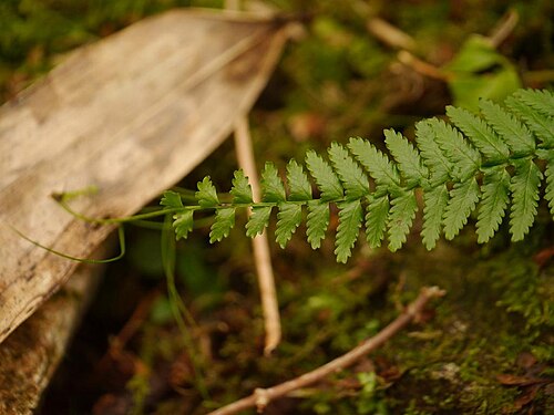 Monachosorum maximowiczii: Monachosorum maximowiczii:フジシダ 2015/09/20 高知県石鎚山:Mt. Isidutiyama. Kochi Pref. Japan
