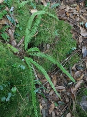Monachosorum maximowiczii (Monachosorum maximowiczii)