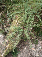 Monachosorum maximowiczii (Monachosorum maximowiczii)