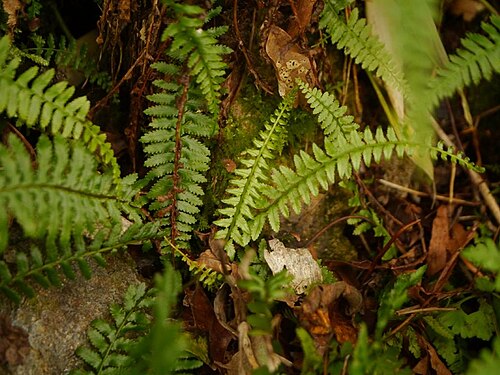 Monachosorum maximowiczii: Monachosorum maximowiczii:フジシダ 2015/09/20 高知県石鎚山:Mt. Isidutiyama. Kochi Pref. Japan