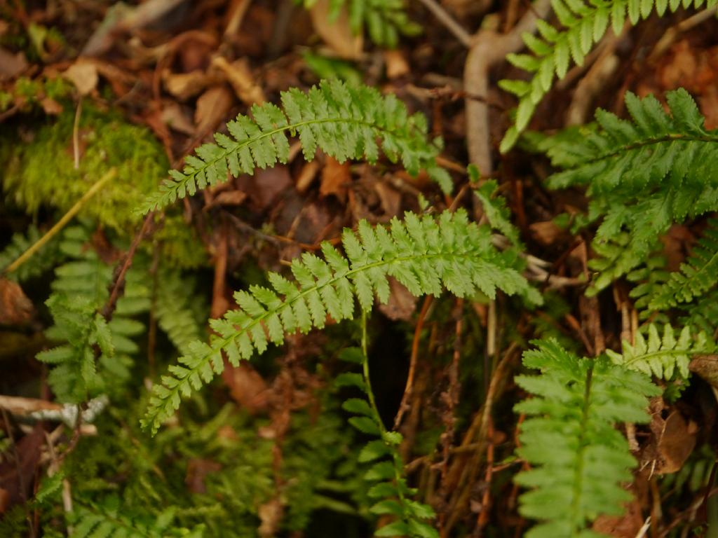 Monachosorum maximowiczii: Monachosorum maximowiczii:フジシダ 2015/09/20 高知県石鎚山:Mt. Isidutiyama. Kochi Pref. Japan