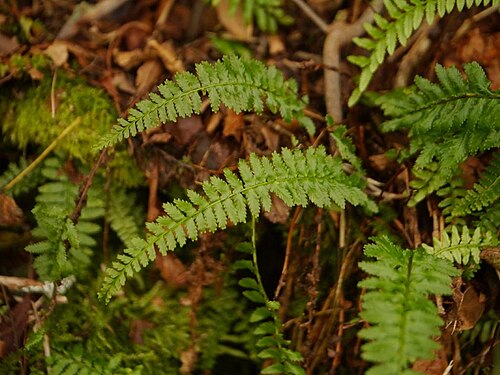 Monachosorum maximowiczii: Monachosorum maximowiczii:フジシダ 2015/09/20 高知県石鎚山:Mt. Isidutiyama. Kochi Pref. Japan