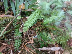 Monachosorum maximowiczii (Monachosorum maximowiczii)