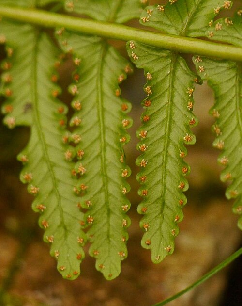 Monachosorum maximowiczii: Monachosorum maximowiczii:フジシダ 2015/09/20 高知県石鎚山:Mt. Isidutiyama. Kochi Pref. Japan