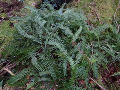 Monachosorum maximowiczii (Monachosorum maximowiczii)