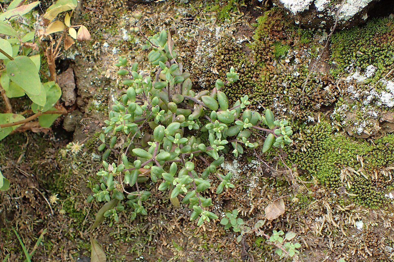 Monanthes anagensis: Monanthes anagensis in vicinity of Taganana, Anaga, Tenerife, Canarias