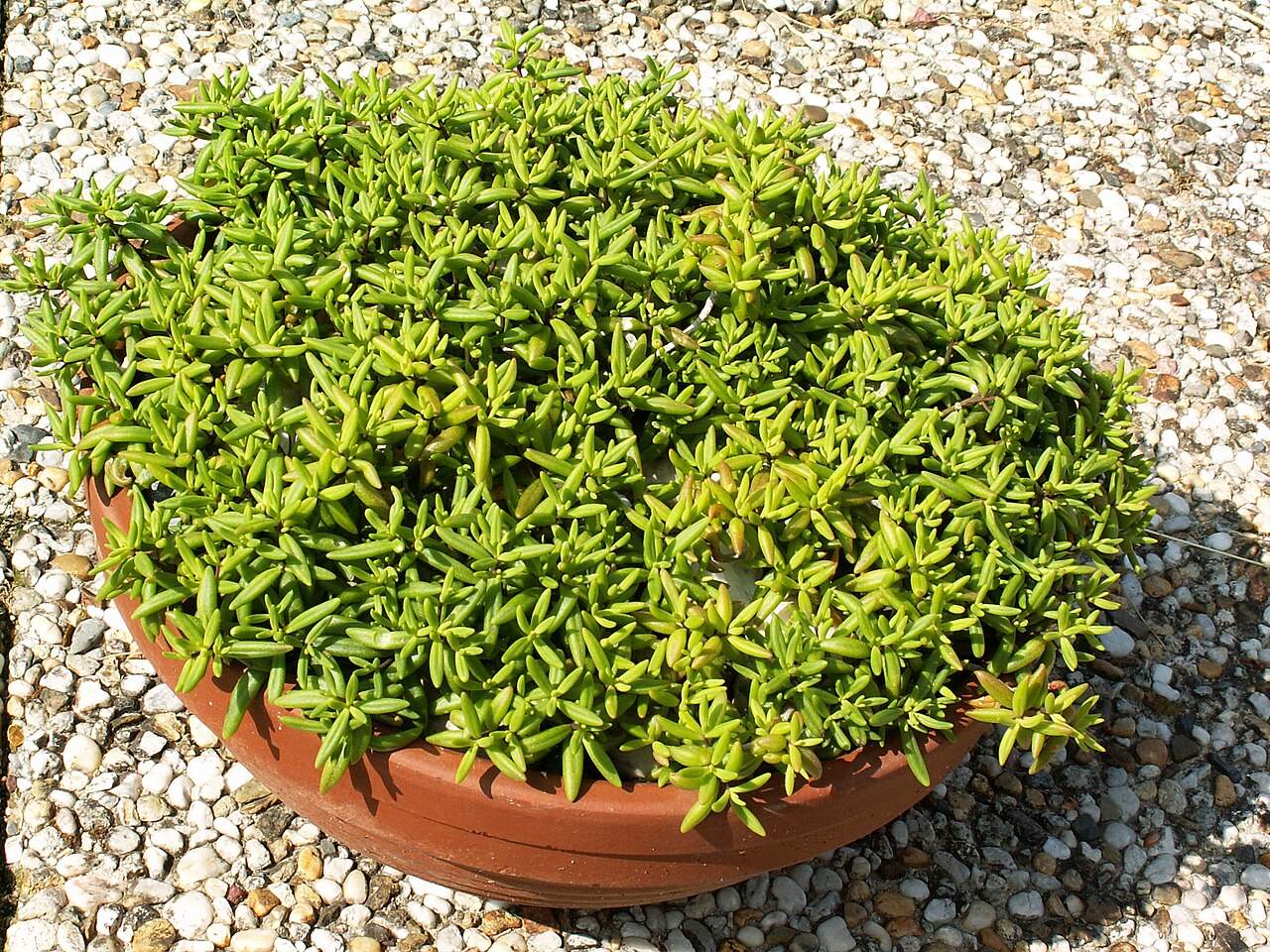 Monanthes anagensis: Monanthes anagensis