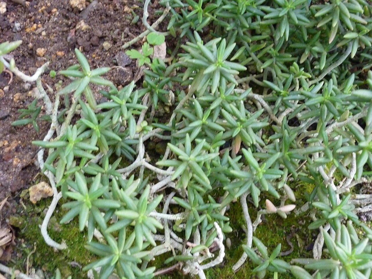 Monanthes anagensis: Monanthes anagensis in the Botanical Garden, Berlin
