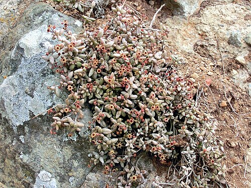 Monanthes laxiflora: Monanthes laxiflora , habit. N Tenerife, Barranco de Ruiz (E of San Juan de la Rambla), on rocks, ca. 300 m.