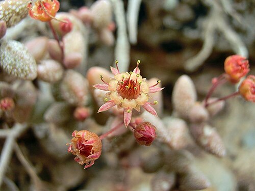 Monanthes laxiflora: Monanthes laxiflora , flower. N Tenerife, Barranco de Ruiz (E of San Juan de la Rambla), on rocks, ca. 300 m.