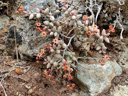Monanthes laxiflora: Monanthes laxiflora . N Tenerife, Barranco de Ruiz (E of San Juan de la Rambla), on rocks, ca. 300 m.