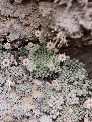 Monanthes minima (Monanthes minima)