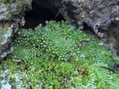 Monanthes pallens (Monanthes pallens)