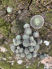 Monanthes pallens (Monanthes pallens)