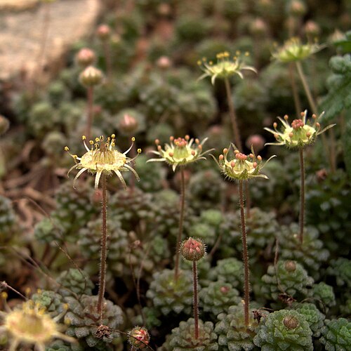 Monanthes pallens: Monanthes pallens . Identified by sign.