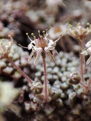Monanthes pallens (Monanthes pallens)