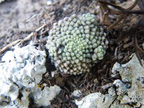 Monanthes pallens (Monanthes pallens)