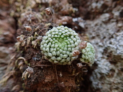 Monanthes pallens (Monanthes pallens)