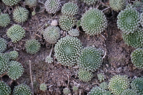 Monanthes pallens (Monanthes pallens)