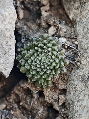 Monanthes pallens (Monanthes pallens)