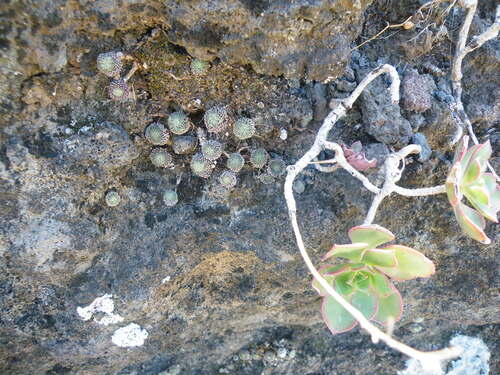 Monanthes pallens (Monanthes pallens)