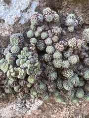 Monanthes polyphylla (Monanthes polyphylla)