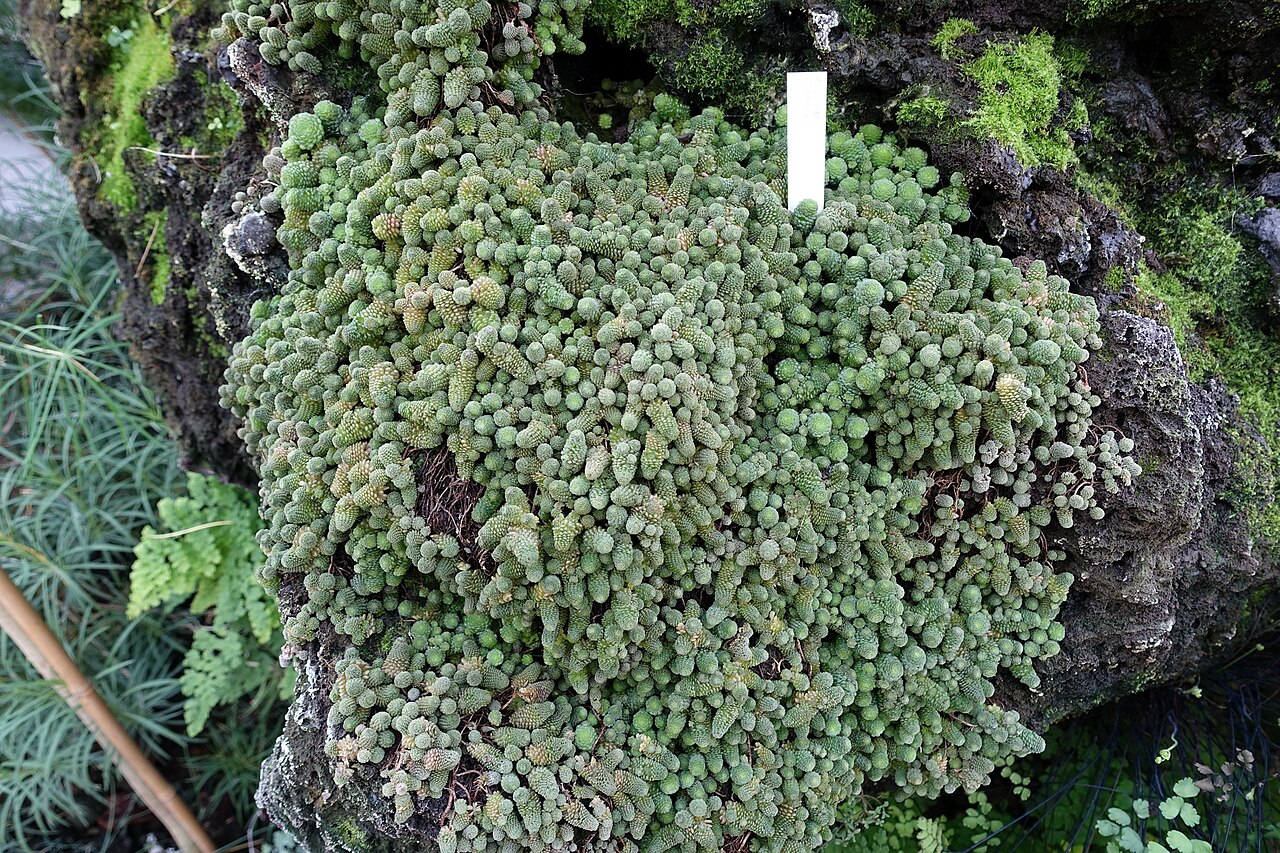 Monanthes polyphylla: Botanical specimen in the Bergianska trädgården - Stockholm, Sweden.