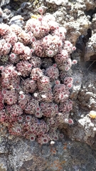 Monanthes polyphylla (Monanthes polyphylla)