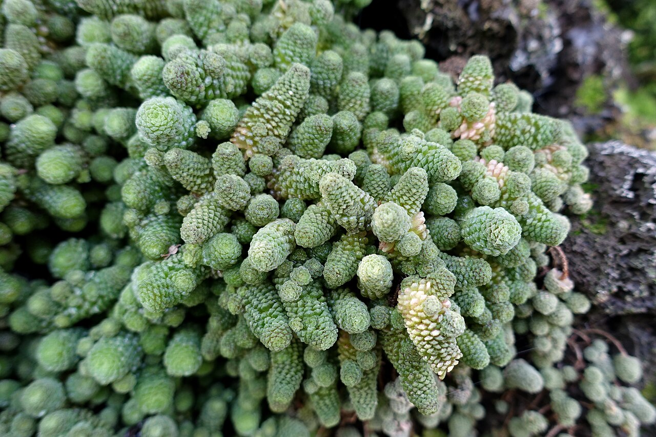 Monanthes polyphylla: Botanical specimen in the Bergianska trädgården - Stockholm, Sweden.