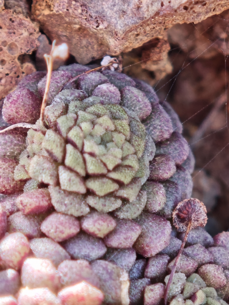 Monanthes polyphylla (Monanthes polyphylla)