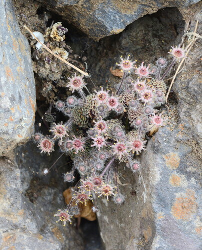 Monanthes polyphylla (Monanthes polyphylla)