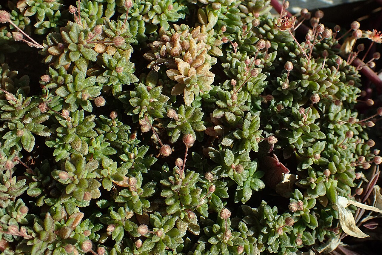 Monanthes polyphylla: Monanthes amydros in Botanical Garden of Szeged