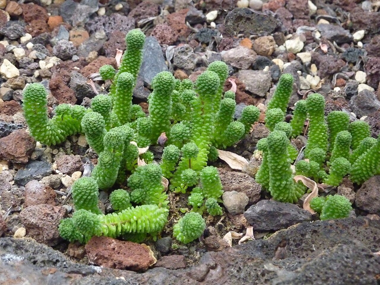 Monanthes polyphylla: Monanthes polyphylla subsp. polyphlla in the Sukkulentensammlung Zürich