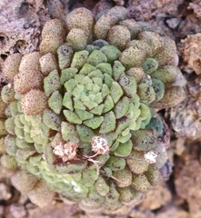 Monanthes polyphylla (Monanthes polyphylla)