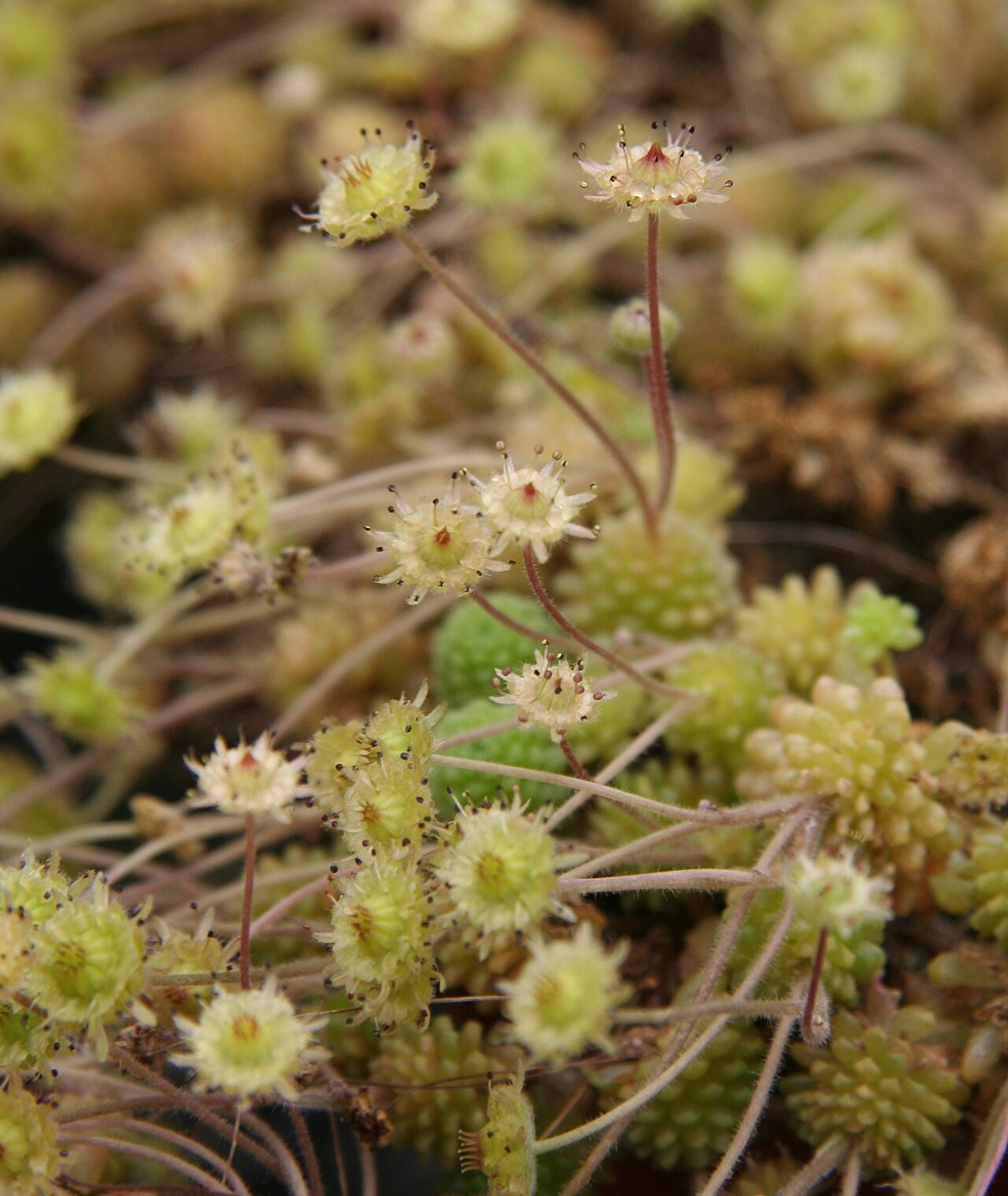 Monanthes polyphylla: Monanthes polyphylla in Blüte in der Gärtnerei Flores-Reinecke, Leverkusen