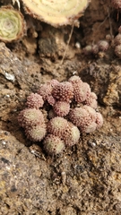 Monanthes polyphylla (Monanthes polyphylla)