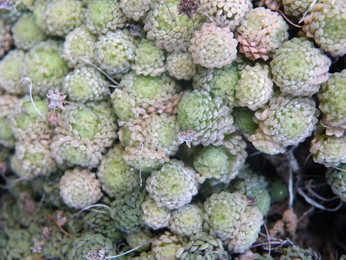 Monanthes polyphylla (Monanthes polyphylla)