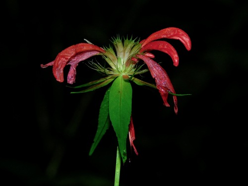 Scarlet beebalm (Monarda didyma)
