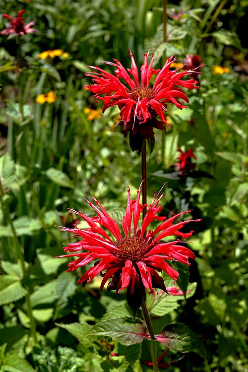 Scarlet beebalm: Monarde oder Indianernessel, voll aufgeblüht