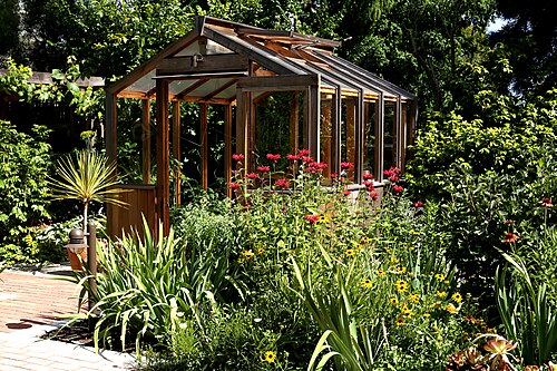 Scarlet beebalm: Indiandernessel vor Gewächshaus in einem Cottagegarten in Berkeley, nähere Einstellung