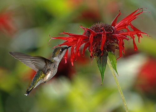 Scarlet beebalm: A female ruby-throated hummingbird ( Archilochus colubris ) sipping nectar from scarlet beebalm ( Monarda didyma ).